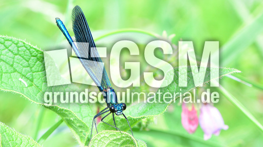 Gebänderte Prachtlibelle - Männchen (11).jpg